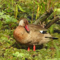 Brazilian Teal